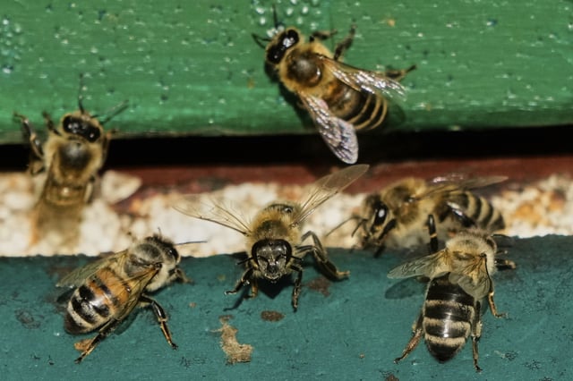 Honey bees are pictured in a beehive in Wehrheim near Frankfurt, Germany, on the 'world bee day' on Tuesday, May 20, 2025. (AP Photo/Michael Probst)