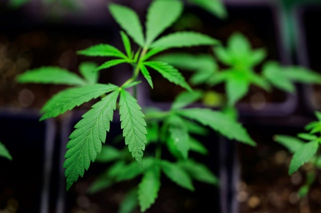 Die Polizei hat in einem Wohnhaus in Mönchengladbach eine Cannabisplantage mit hunderten Pflanzen ausgehoben. Zwei Männer im Alter von 32 und 34 Jahren wurden festgenommen, wie die Polizei in der nordrhein-westfälischen Stadt mitteilte.