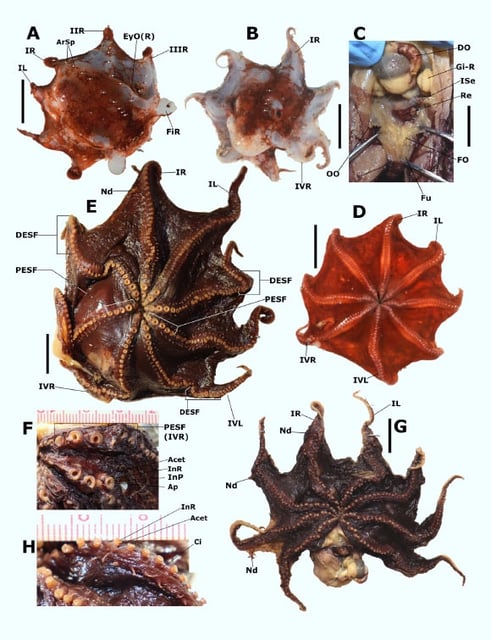 The Carnarvon flapjack octopus (Opisthoteuthis carnarvonensis). Image credit: T.J. Verhoeff, doi: 10.54102/ajt.c46g9.