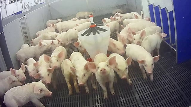 The Animal Justice Project filmed workers in Lincolnshire appearing to use a banned method of killing the animals known as “piglet thumping”
