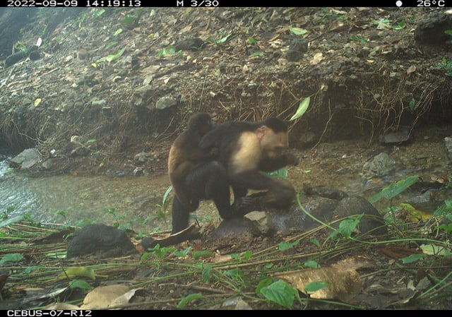 A subadult male capuchin with a howler monkey infant. Image courtesy of Brendan Barrett/Max Planck Institute of Animal Behavior.