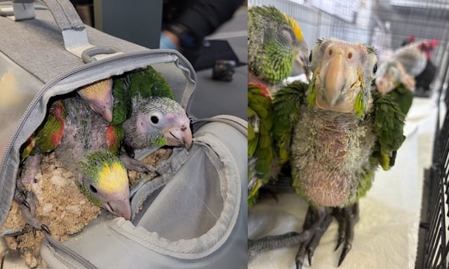 Parrot chicks, some that appeared to young to walk, were discovered May 4 being smuggled into the U.S. from Mexico at the San Ysidro Port of Entry. (Courtesy of U.S. Attorney’s Office for the Southern District of California)