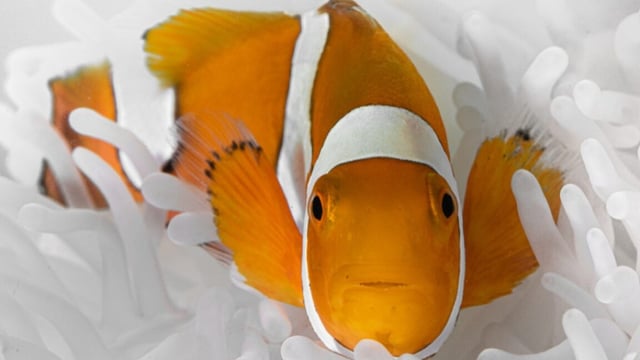 closeup of a clownfish in a white anemone, seemingly smiling