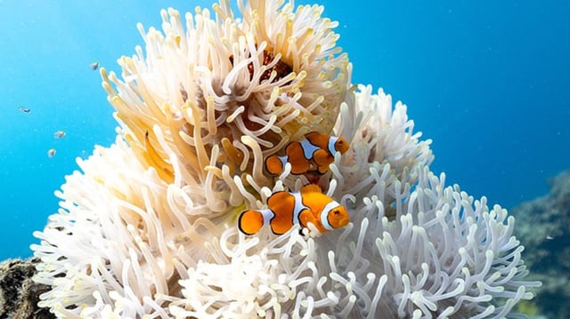 A clown anemonefish.