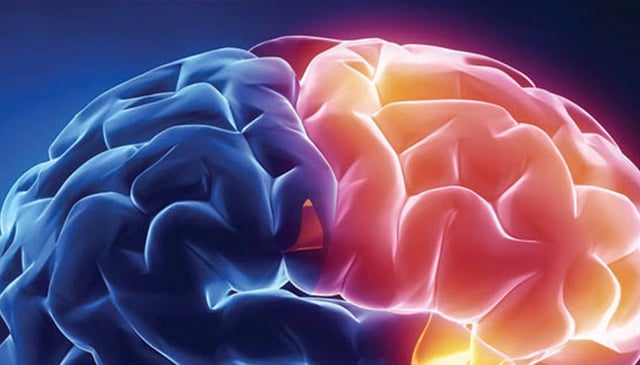 An illustration of the many folds and grooves in the human brain. The smallest of these grooves (not visible) in the visual cortex and prefrontal cortex are associated with cognitive ability, such as face recognition and reasoning ability, respectively.