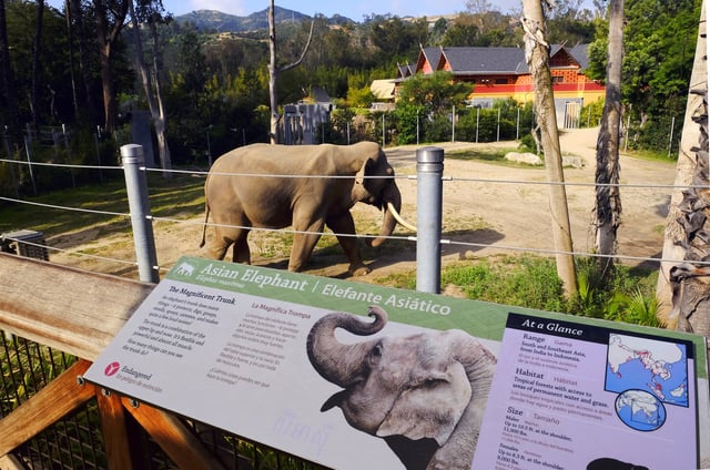 FILE - Billy, a male Asian elephant, roams in his habitat at the Elephants of Asia exhibit at the Los Angeles Zoo on Tuesday, April 18, 2017. (AP Photo/Richard Vogel, File)