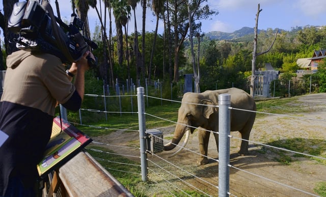 FILE - Billy, a male Asian elephant, roams in his habitat at the Elephants of Asia exhibit at the Los Angeles Zoo on Tuesday, April 18, 2017. (AP Photo/Richard Vogel, File)