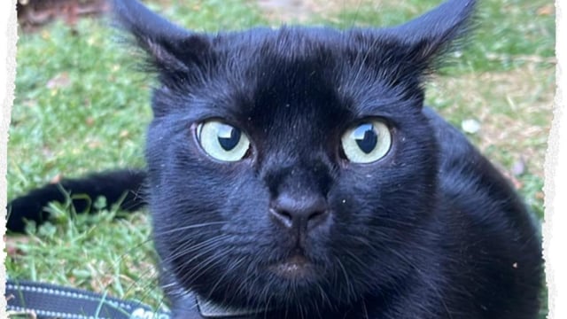 Nero escaped from a cat box 150 miles from home during a car journey