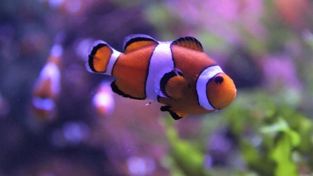 Versteeg et al. investigated the growth of individual clown anemonefish during a marine heatwave. Image credit: Beatriz.