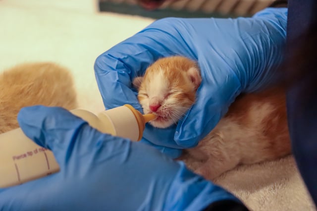 One of the rescued kittens being bottle-fed at the Helen Woodward Animal Center