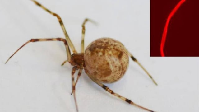 CRISPR-Cas9-modified spider | Image: X