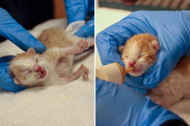The two kittens that survived, now being cared for by Helen Woodward Animal Center.