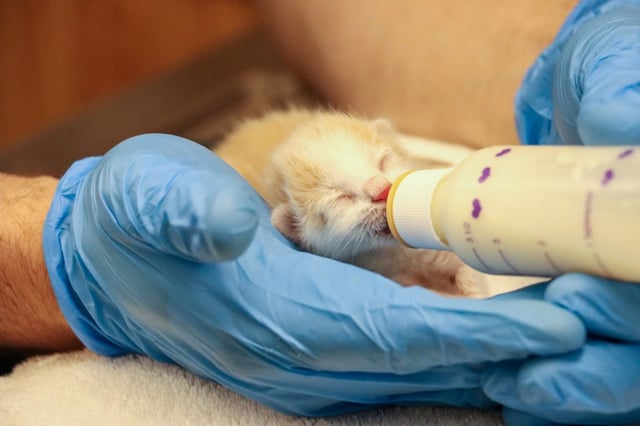 Helen Woodward Animal Center in Rancho Santa Fe took in four newborn kittens found zip-tied in a shopping cart in Riverside on Tuesday afternoon. Two survived after caregivers were able to bottle them. (Helen Woodward Animal Center)