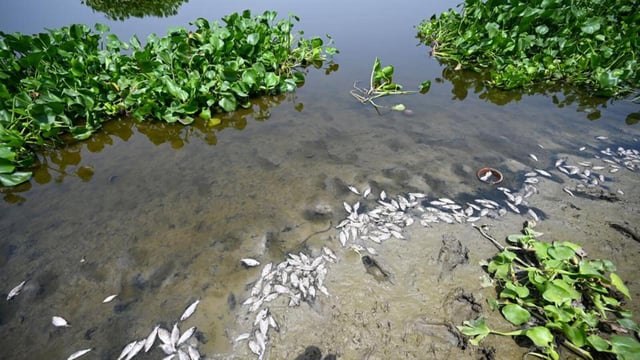 Dead fish in the Yamuna at Burari, as photographed on May 17, 2025. (Sanchit Khanna/HT)