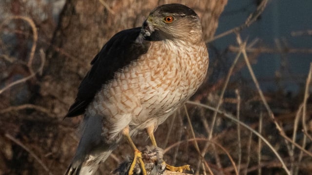 Adult Cooper's hawk