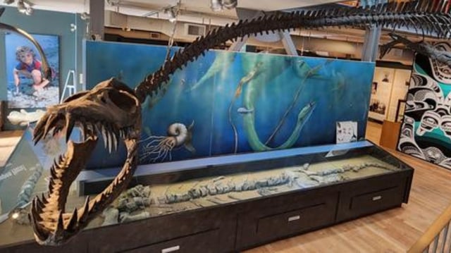 Museum display of Traskasaura in The Courtenay and District Museum and Palaeontology Centre.