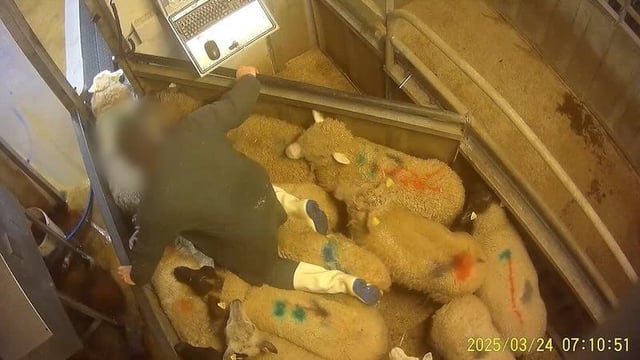 L214 avait publié une vidéo compilant des images tournées entre le 10 mars et le 1er avril dans cet abattoir.