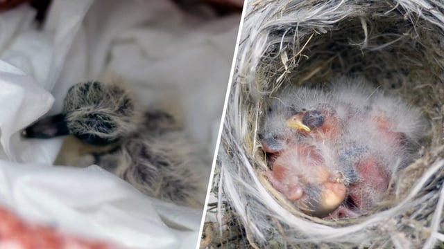 Several birds and eggs that were rescued from fire-affected areas by the Wetlands and Wildlife Care Center are thriving, the nonprofit says.