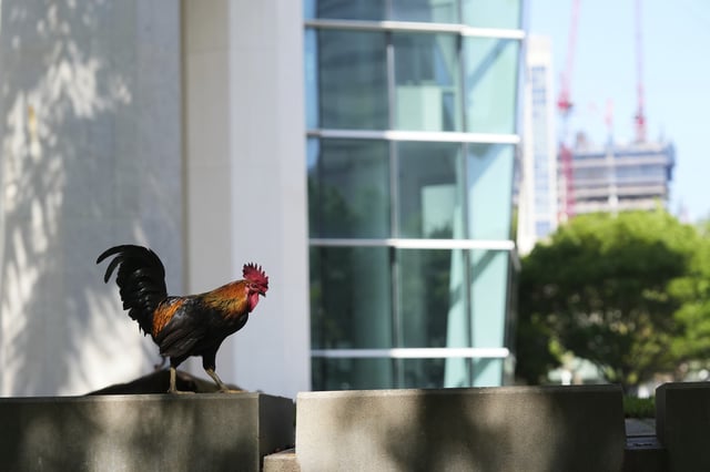A rooster sits outside of the Wilkie D. Ferguson, Jr. United Sates Courthouse, Tuesday, May 13, 2025, in Miami. (AP Photo/Lynne Sladky)