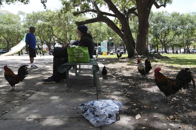 Roosters walk in a park outside of the Stephen P. Clark Government Center in downtown Miami, Wednesday, May 7, 2025, in Miami. (AP Photo/Lynne Sladky)