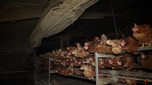 Imagen de las gallinas en la granja de Avícola Son Perot.