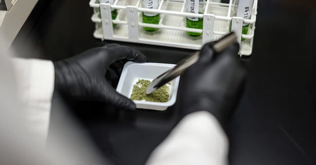 An engineer at Texas Original Compassionate Cultivation in South Austin tests for impurities on April 30, 2021.