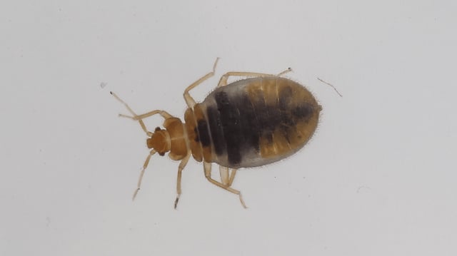 One of three live bedbugs that crawled out of a library book in Toronto, Ontario, Canada in 2012.