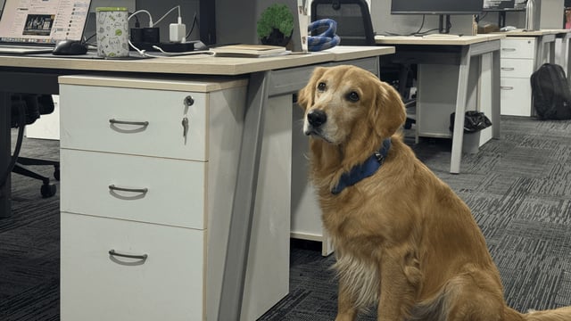 The startup's co-founder said bringing Denver into the office and making their office officially pet-friendly were the best decisions we've made.