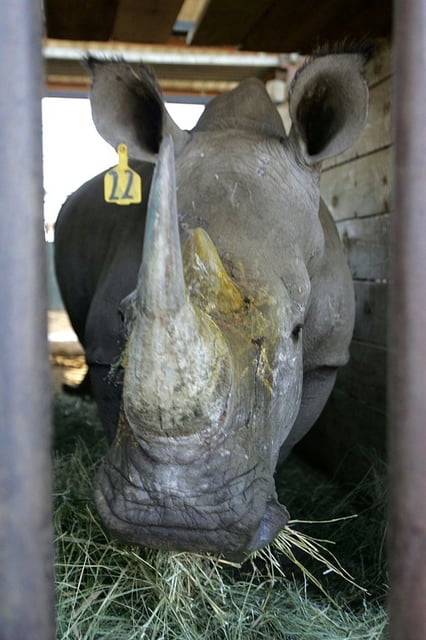 Un rhinoceros photographié lors d'une vente aux enchères en Afrique du Sud le 13 mai 2006, au profit des efforts de conservation