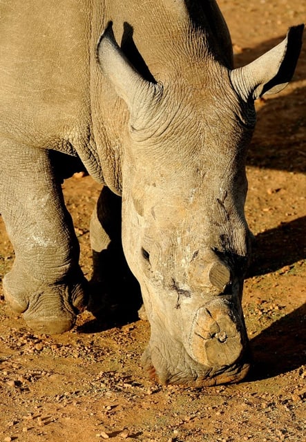 Un rhinocéros victime de braconniers le 3 août 2012 dans une réserve sud-africaine à 200 km de Johannesburg. Une étude suggère un écornage préventif pour préserver l'espèce.