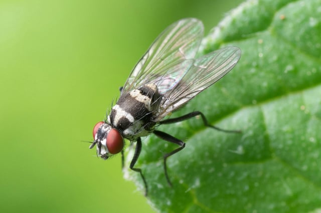 Imagen de recurso de una mosca sobre una planta.
