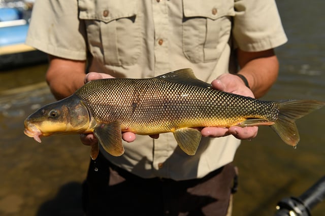USFW Biologist Darek Elverud holds a rare Razorback Sucker that his crew momentarily took from the river to gather information during an outing on the Colorado River on Aug. 16, 2016 in Grand Junction, Colo.  