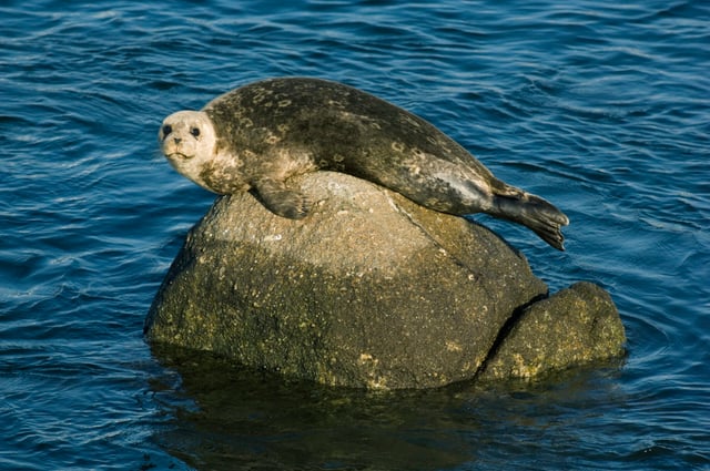 harbor seal sitting on a boulder in the ocean