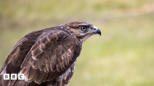 hawk eagle