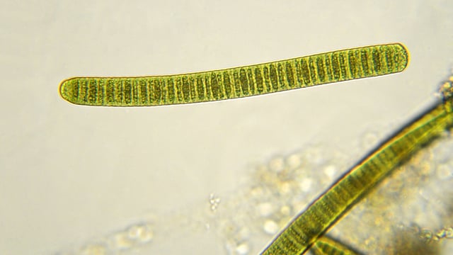 Oldest proof of Earth's photosynthesis dates back 1.75 billion years