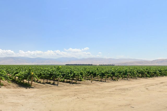 Grapevine Vineyard in Arvin, Calif.