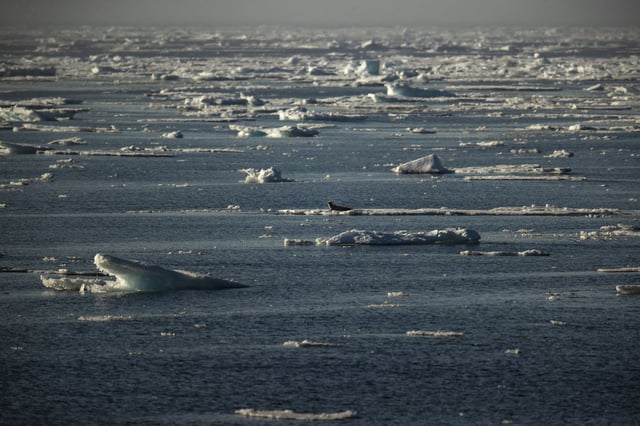 A seal near Svalbard, in the Arctic Ocean in Norway on July 18, 2022. Environmental groups warn that Norway's decision to push ahead with deep sea mining presents a threat to marine life in this region.