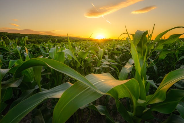 Crops