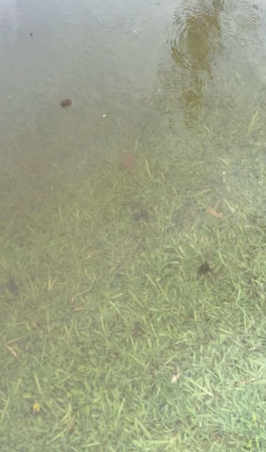 Two rafts of fire ants are seen floating on water in this screengrab taken from video released by Australia's Invasive Species Council in January 2024.