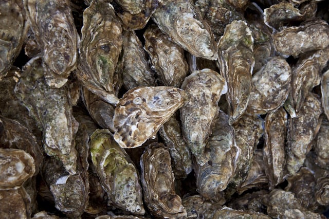 Oyster