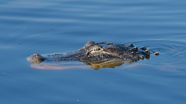 The Muscogee County Sheriff's Department in Georgia is warning residents to be careful after about 30 alligators were spotted in the Chattahoochee River.