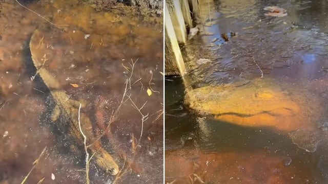 Stubborn Texas alligators would rather freeze than leave their ponds