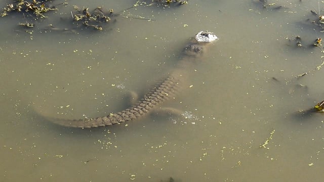 Some of the reptile residents at Texas' Gator Country are breathing easy despite being trapped under ice.