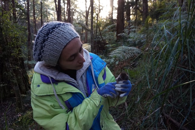 Lead author Erika Zaid holding a dusky antechinus, 15 of which were observed in the study.