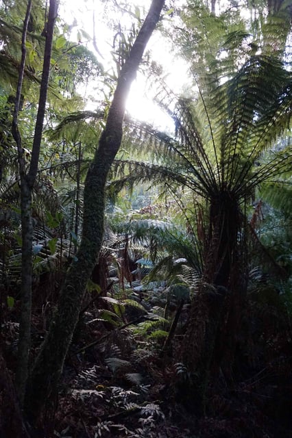Cool Temperate Rainforest in southern Australia where dusky and agile antechinus lose sleep for sex during the breeding season.