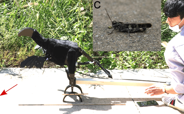 A robot designed to look like the Jurassic-era Caudipteryx was used by researchers to see how dinosaurs may have used feathers to flush out prey.