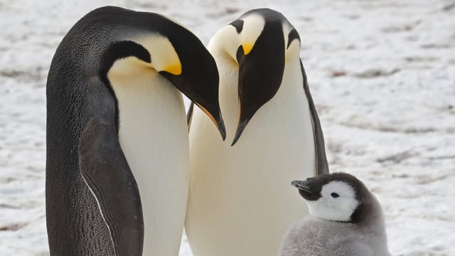 This undated photo provided by the British Antarctic Survey in January 2024 shows adult emperor penguins with a chick near Halley Research Station in Antarctica.