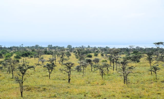 Native acacia ants (Crematogaster spp) protect whistling-thorn trees from elephants, allowing the trees to form near-monocultures across much of East Africa.