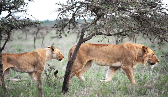 The lion in East Africa changes hunting habits due to tiny ant species. (CREDIT: Todd Palmer)