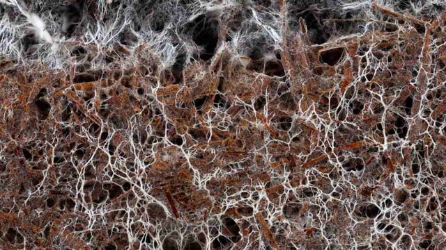 fungi network in soil